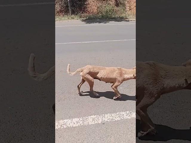 A no nonsense dog exercising .