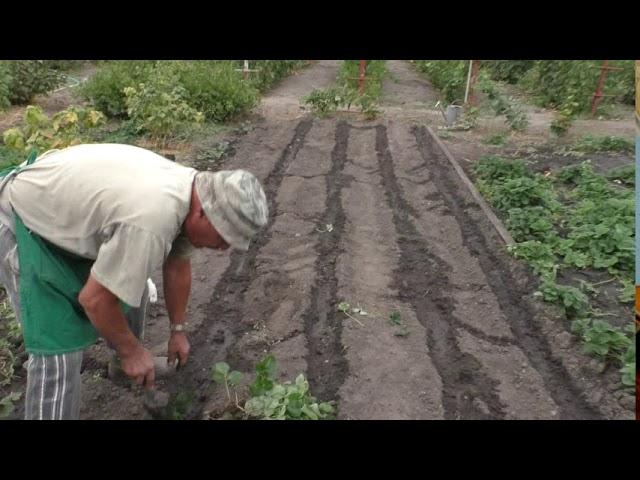 Осенняя посадка клубники - от А до Я (рабочий способ)