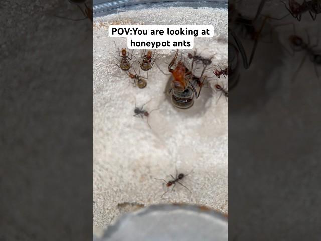 This is why I love keeping ants as pets!￼#ant#antkeeper #insect #antkeeping #science#bug