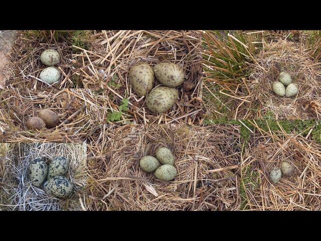 birdnesting, lots of nests and eggs