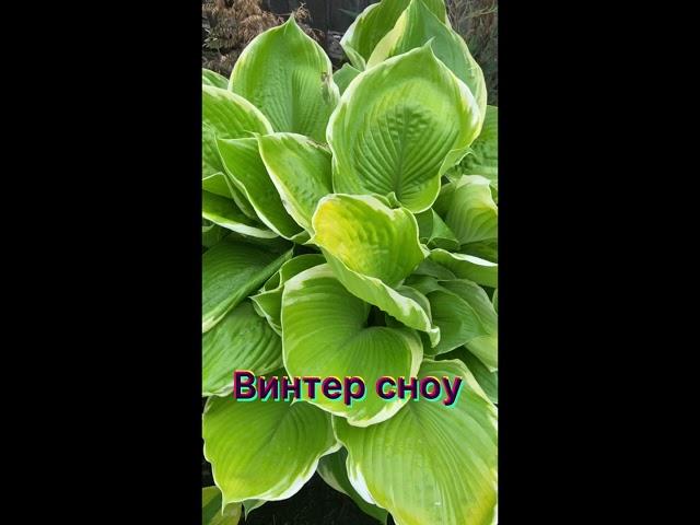 Хоста гибридная Винтер Сноу. hosta hybride Winter Snow. Сад хост #хосты#хоста#сад#садоводство