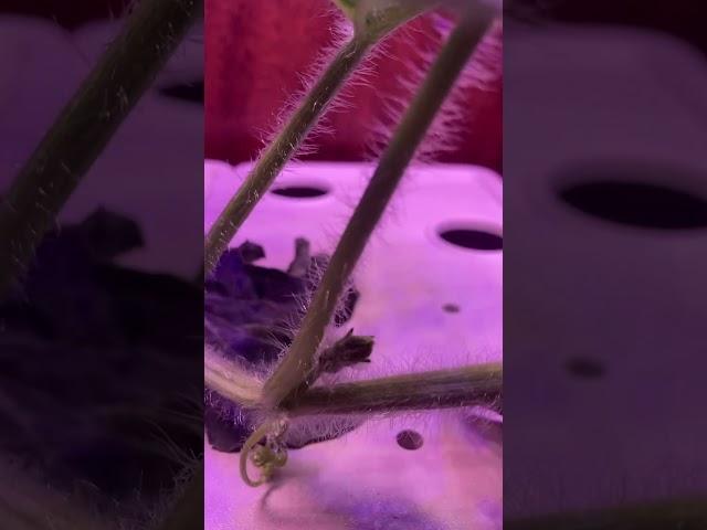 Baby Watermelon 2024 indoors #plants #garden #growyourownfood