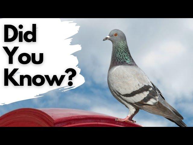 Things you need to know about PIGEONS!