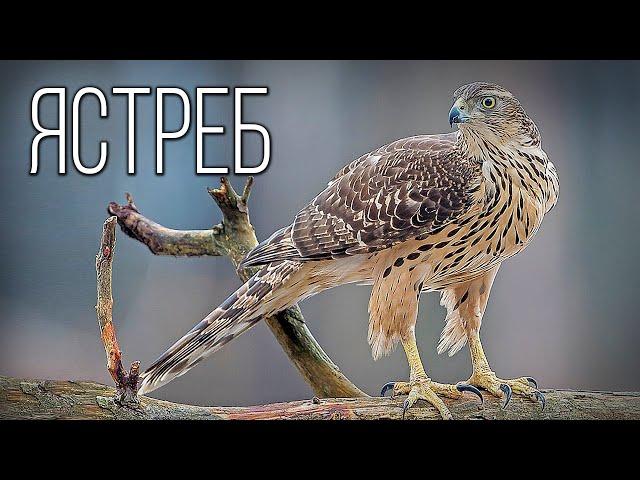 Hawk: Forest feathered wolf | Interesting facts about the hawk