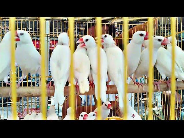 The Java sparrow (Lonchura oryzivora), also known as Java finch #birds #javasparrow #birdmarket