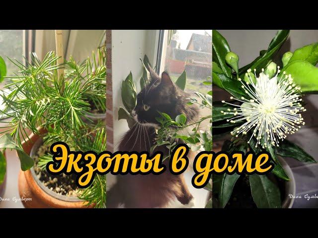 экзотические растения дома
