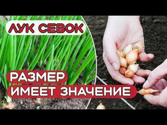 Какой лук - севок выбрать? Мелкий или крупный? Выбираем лук - севок правильного размера.