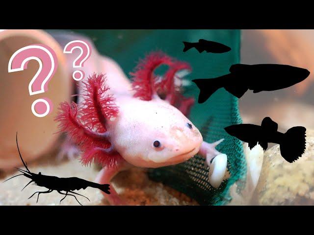 What Can You Keep With an Axolotl?! | The BEST Axolotl Tankmates