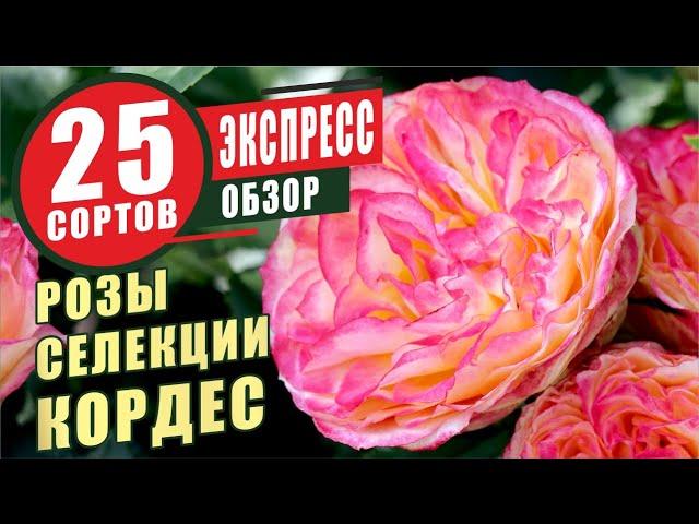 РОЗЫ СЕЛЕКЦИИ КОРДЕС. ЭКСПРЕСС-ОБЗОР 25 СОРТОВ. KORDES ROSES. EXPRESS REVIEW 25 VARIETIES.