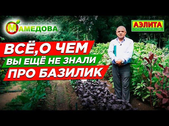 Базилик Овощной: с огорода на стол. Всё про ВЫРАЩИВАНИЕ БАЗИЛИКА
