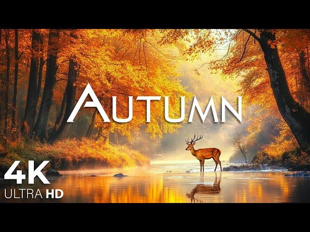 AUTUMN • 4K Nature Relaxation Film  Healing Relaxing Music • 4k Video UltraHD