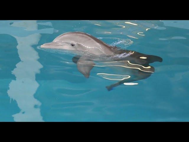 Bay Focus - Clearwater Marine Aquarium and Women With Purpose