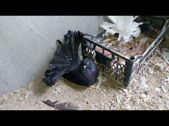 Голуби старорусские павлины / Pigeons Old Russian peacocks