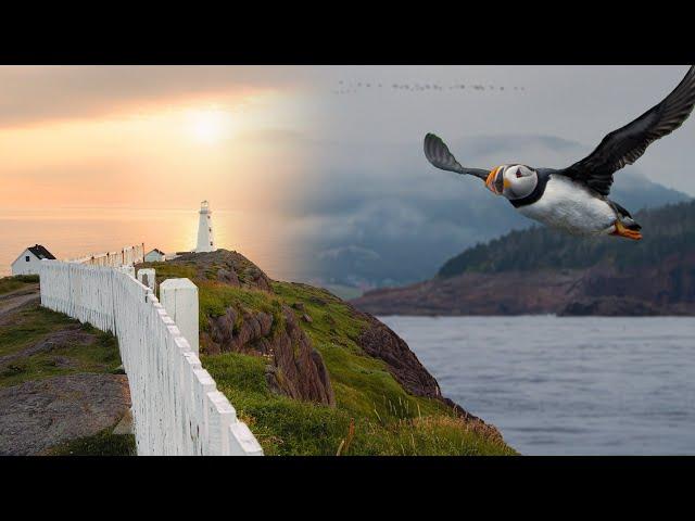 Newfoundland Boat Tour: Puffins, Seabirds and an Unforgettable Sunrise