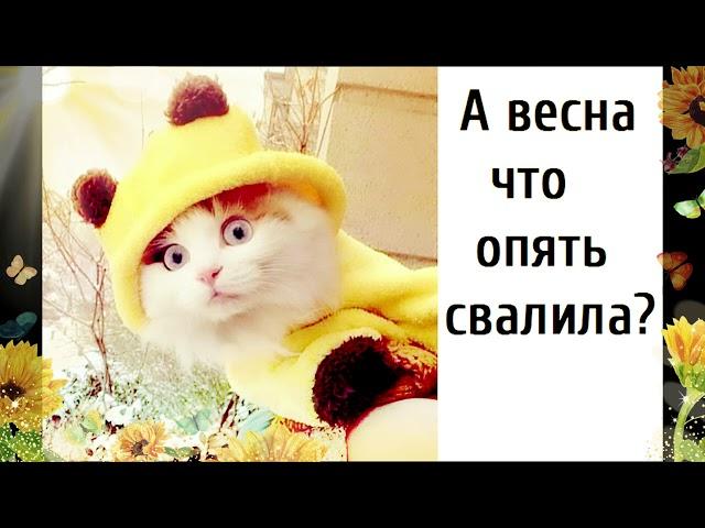 Юмор.Весна приди - Зима наглеет...Веселые цитаты, Приколы о Весне.