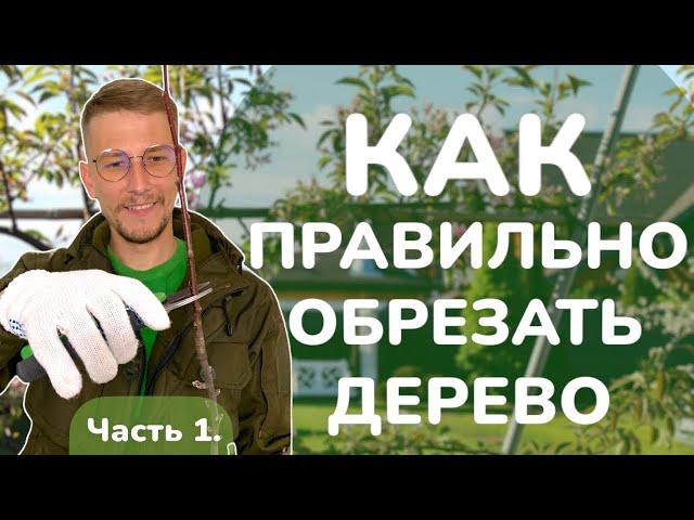 Как обрезать дерево правильно. Часть 1.