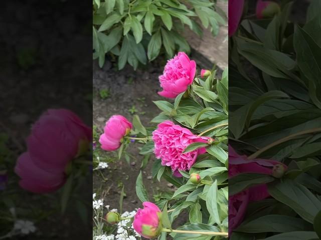 Мои любимые пионы #пионы #деревня #peony