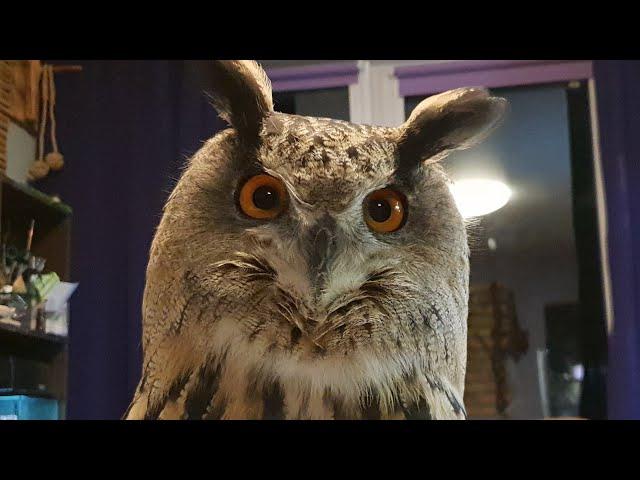 When the owl wanted to sneeze, but had to say UHOO instead.