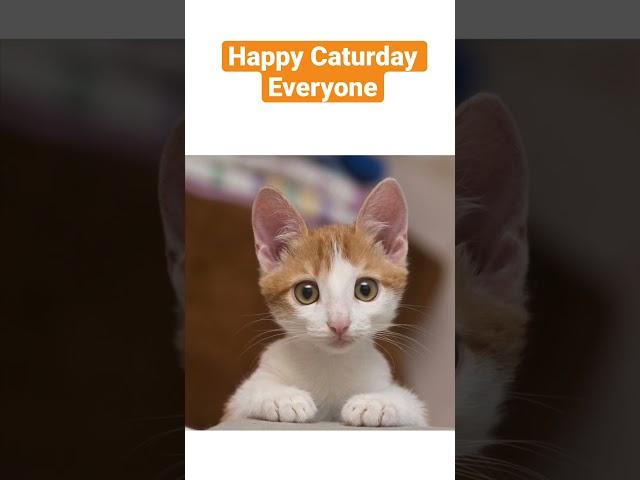 Happy #Caturday everyone  #cat #cats #catlover #catvideos