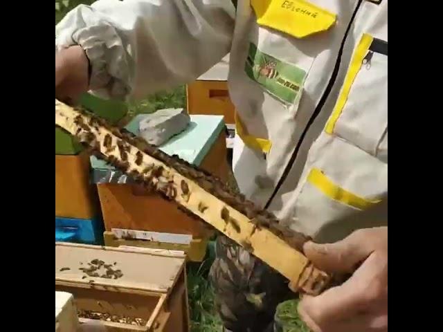 Маточка Бакфаст пасека Леденёвых