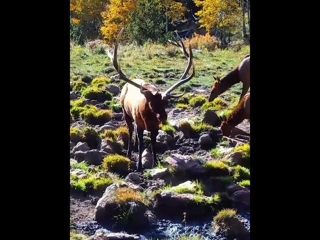 Palmy always showing off  #bullelk  #elk101 #elk #elkbugle #elkrut #elkhunting #elkseason