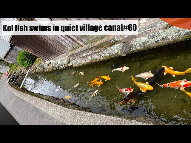 Koi fish swims in quiet village canal.(Kuroki, Yame, Fukuoka, Japan)