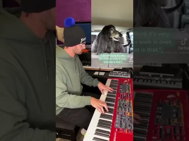 Собака и пианист. Dog and pianist. French fuse.