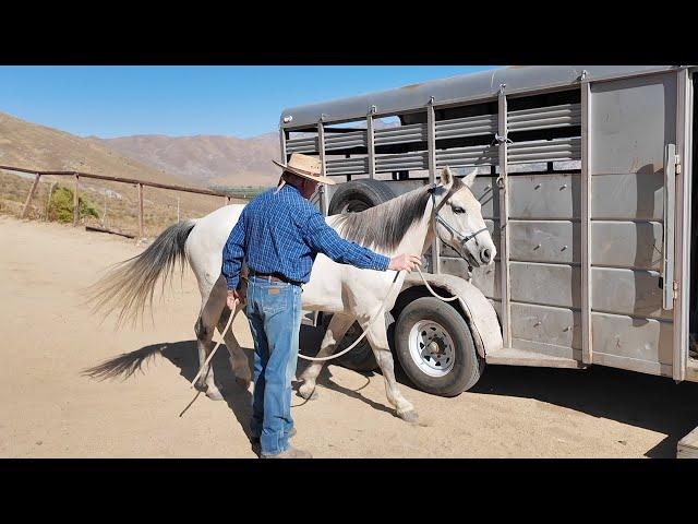 First Groundwork Exercise for Your New Horse