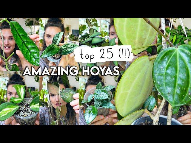 Top 25 Mind-Blowing HOYAS  Best Amazing Hoya Plants RARE + COMMON