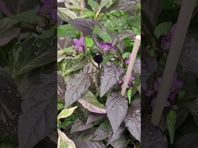 Midwest Onyx Candy Pepper Cross - Darker Leaves Than Last Year