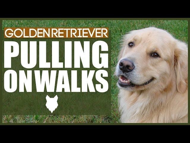 How To STOP Your GOLDEN RETRIEVER PULLING ON WALKS