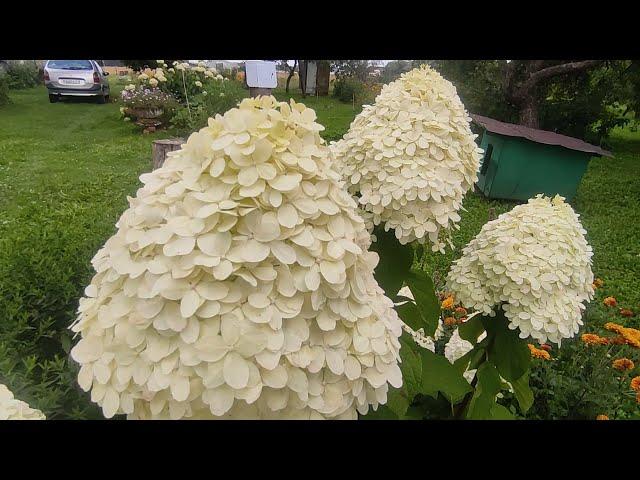 ГОРТЕНЗИЯ МЕТЕЛЬЧАТАЯ ЛАЙМЛАЙТ (HYDRANGEA PANICULATA LIMELIGHT)