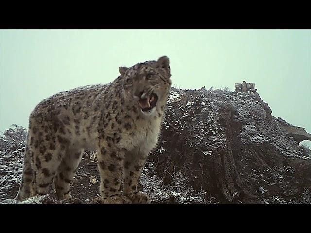 Monitoring the Snow Leopard Video from Tashi R. Ghale