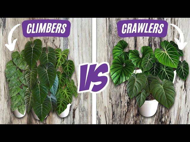 Climbing Philodendron versus Crawling Philodendron + Caring for Climbing Plants vs Crawling Plants