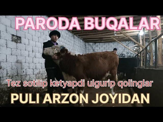 Paroda buqalar Yangi partiya Kechki dasturimizda PULI arzon