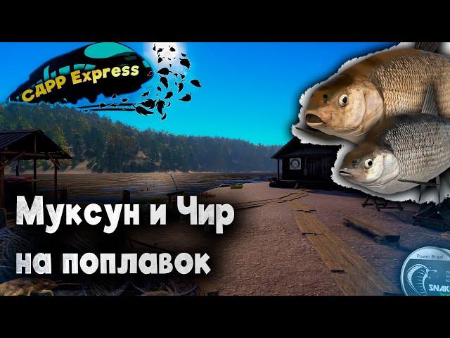 Ловлю на поплавок. Нижняя Тунгуска. / СДРР Express ( Русская рыбалка 4 )