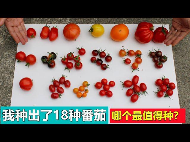 我种出了18种西红柿/番茄, 哪个最值得种？Comparing 18 varieties of tomatoes