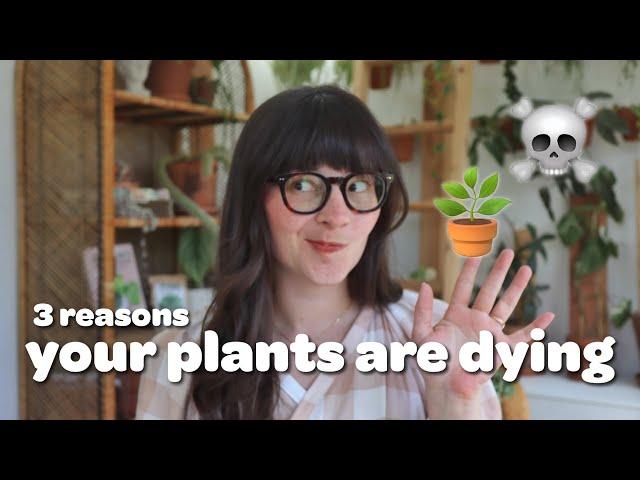 3 Questions for When Your Houseplant Dies