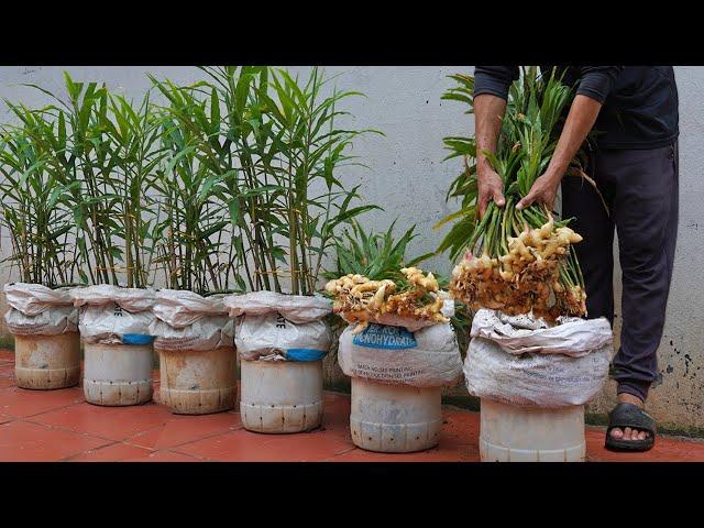 [Home Gardening] How to grow ginger at home for your family to eat all year round