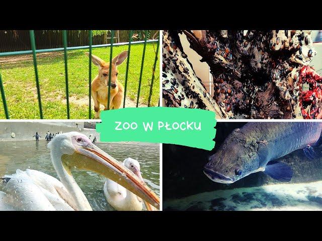 Zoo w płocku