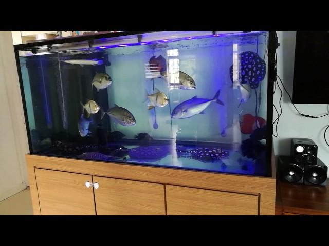 Freshwater GT & Ray Tank