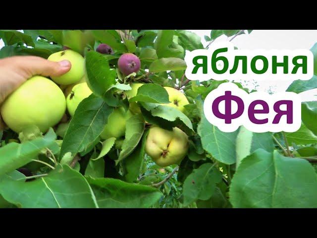 Яблоня ФЕЯ / Сверхранний высокоустойчивый к неблагоприятным условиям сорт