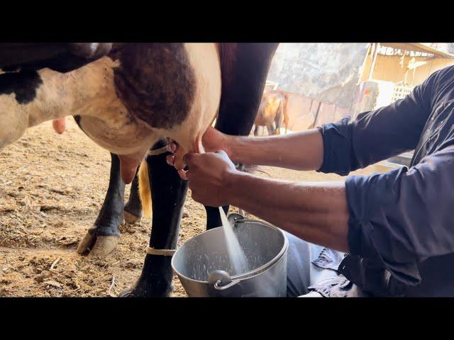 Live cow  milking || Top milking speed by hand  #milk #cow_milking @dairyvloge8514