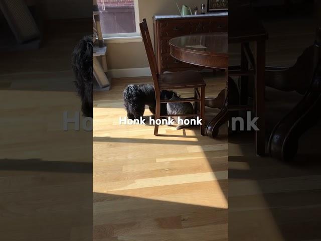 Havanese Honks at Cat #havanesedog #cat