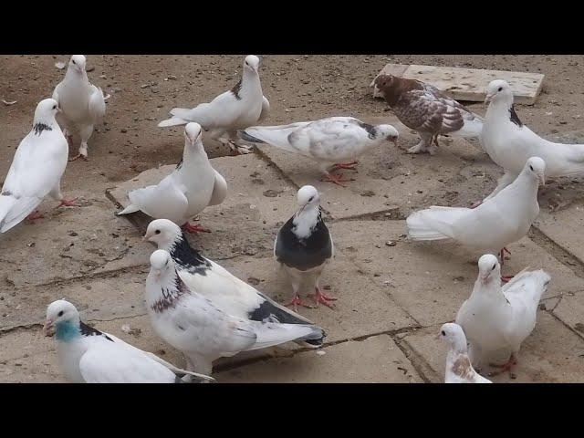 #BAKU #PIGEONS.  Голуби чемпиона  Этибара Бабаева в Баку!