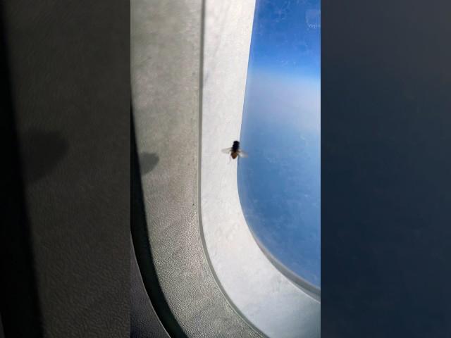 Easy way to migrate very smart fly￼ #shortvideo #fly