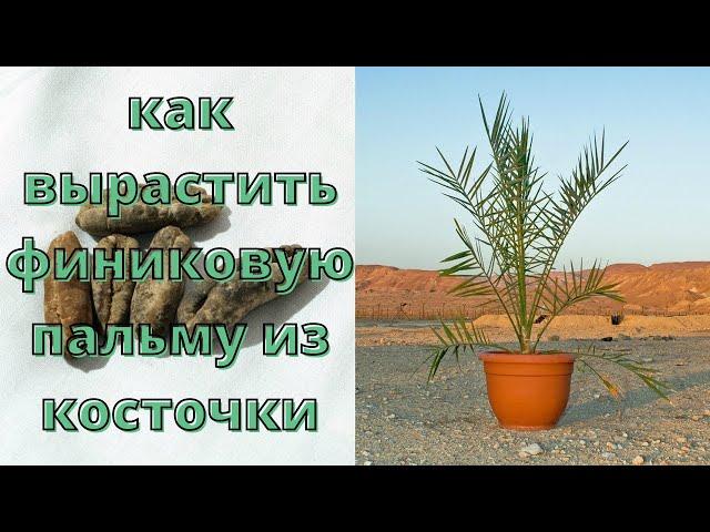 Как вырастить финиковую пальму из косточки