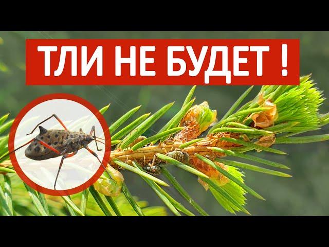 Как избавиться от тли? Спасаем хвойное растение от вредителей