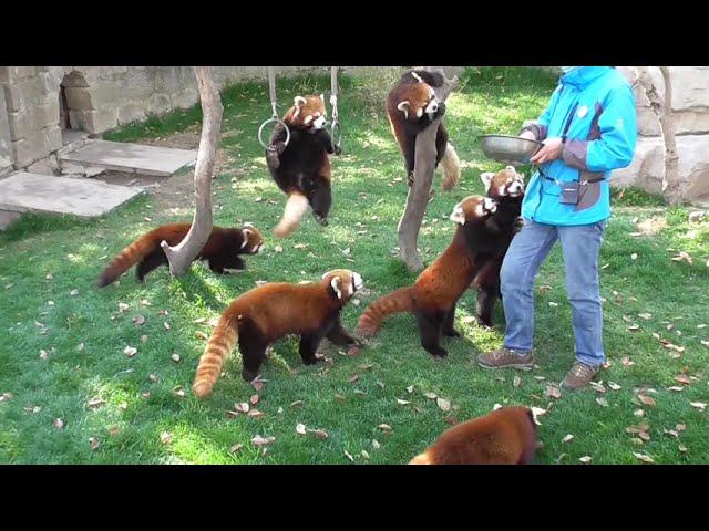 Red Panda:What's wrong with my body?