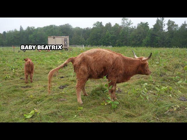 A Quiet Morning of Farm Chores